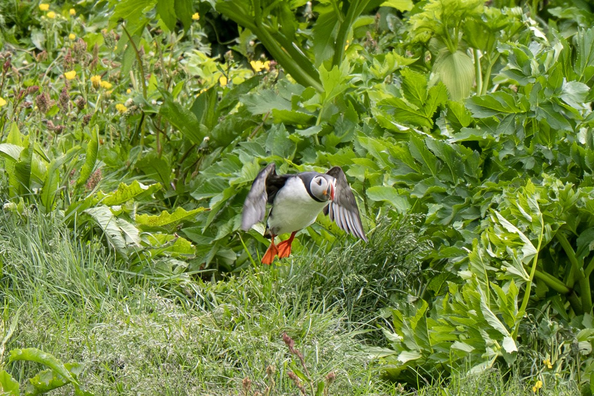 Atlantic Puffin - ML638287860