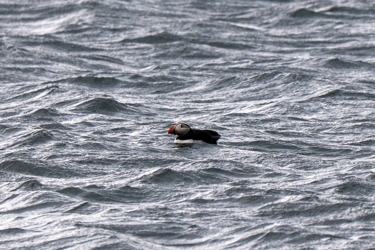 Atlantic Puffin - ML638287861
