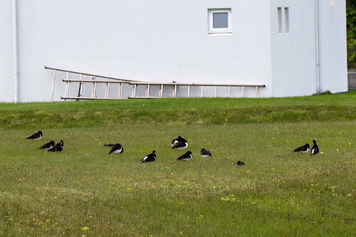 Eurasian Oystercatcher - ML638287864