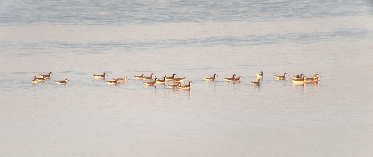 Wilson's Phalarope - ML638287866