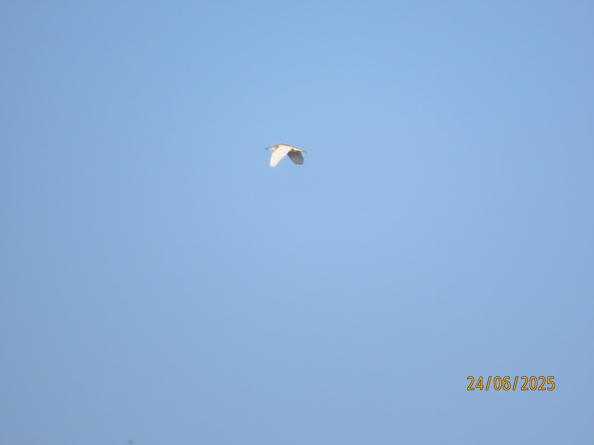 Squacco Heron - ML638287867