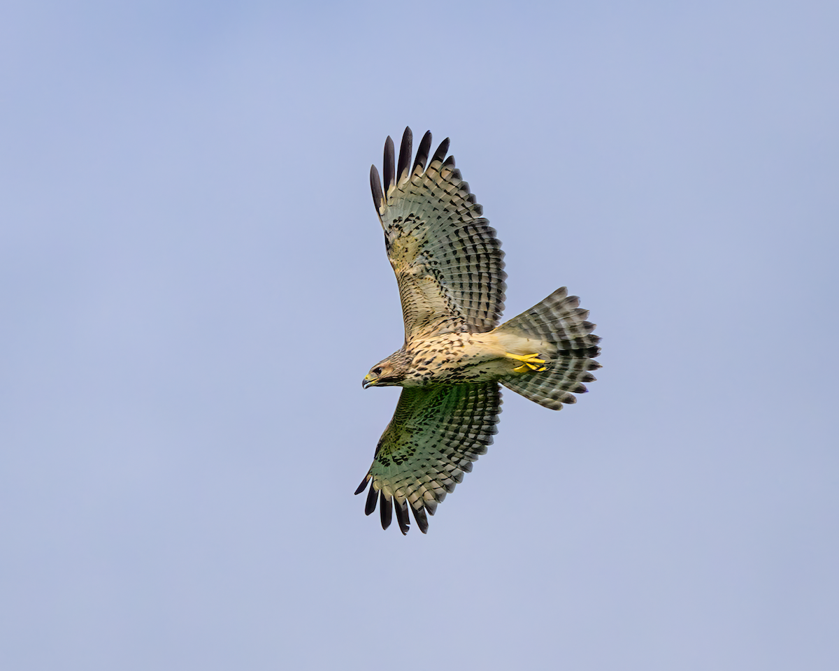 Red-shouldered Hawk - ML638287869