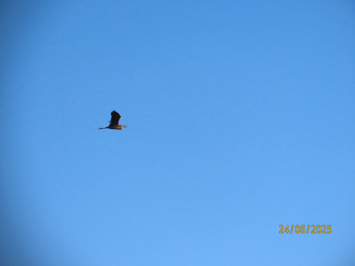 Purple Heron - ML638287875