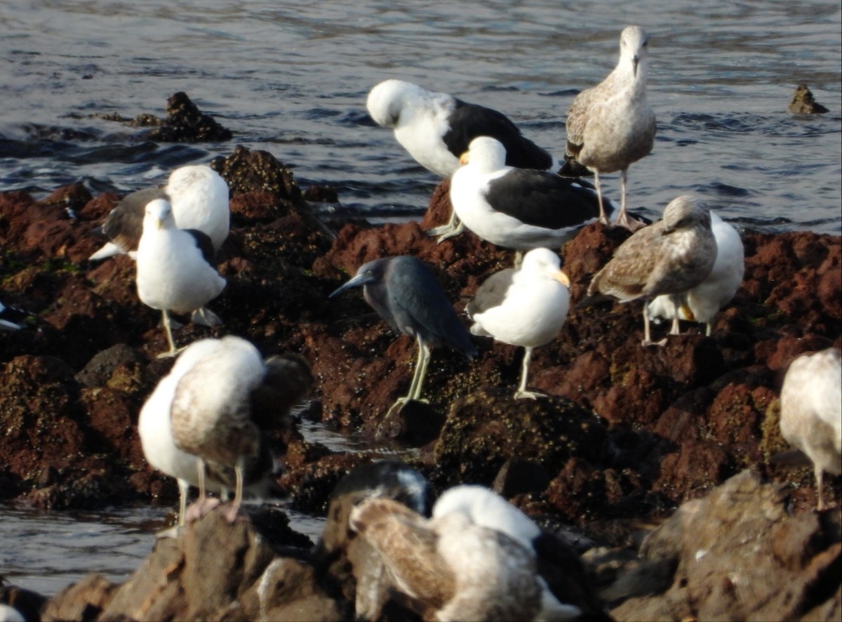 Little Blue Heron - ML638287876