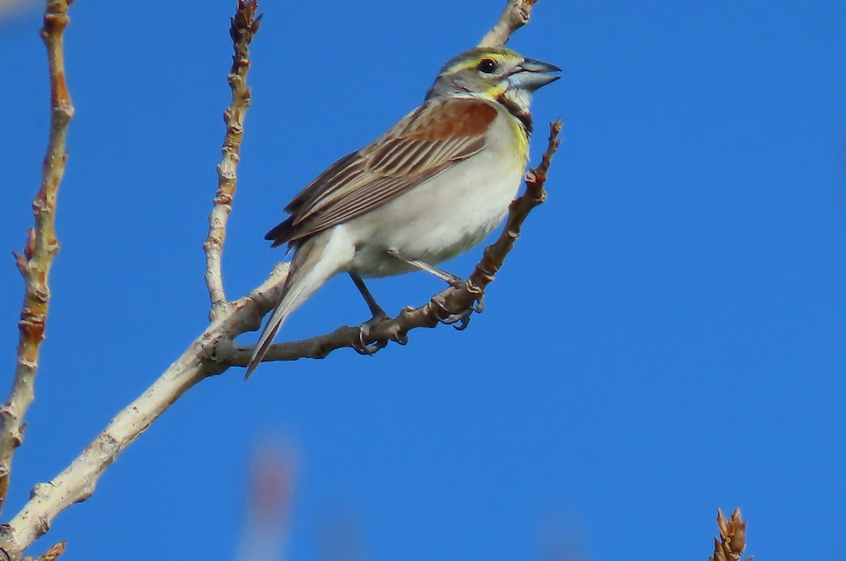 Dickcissel - ML638287879