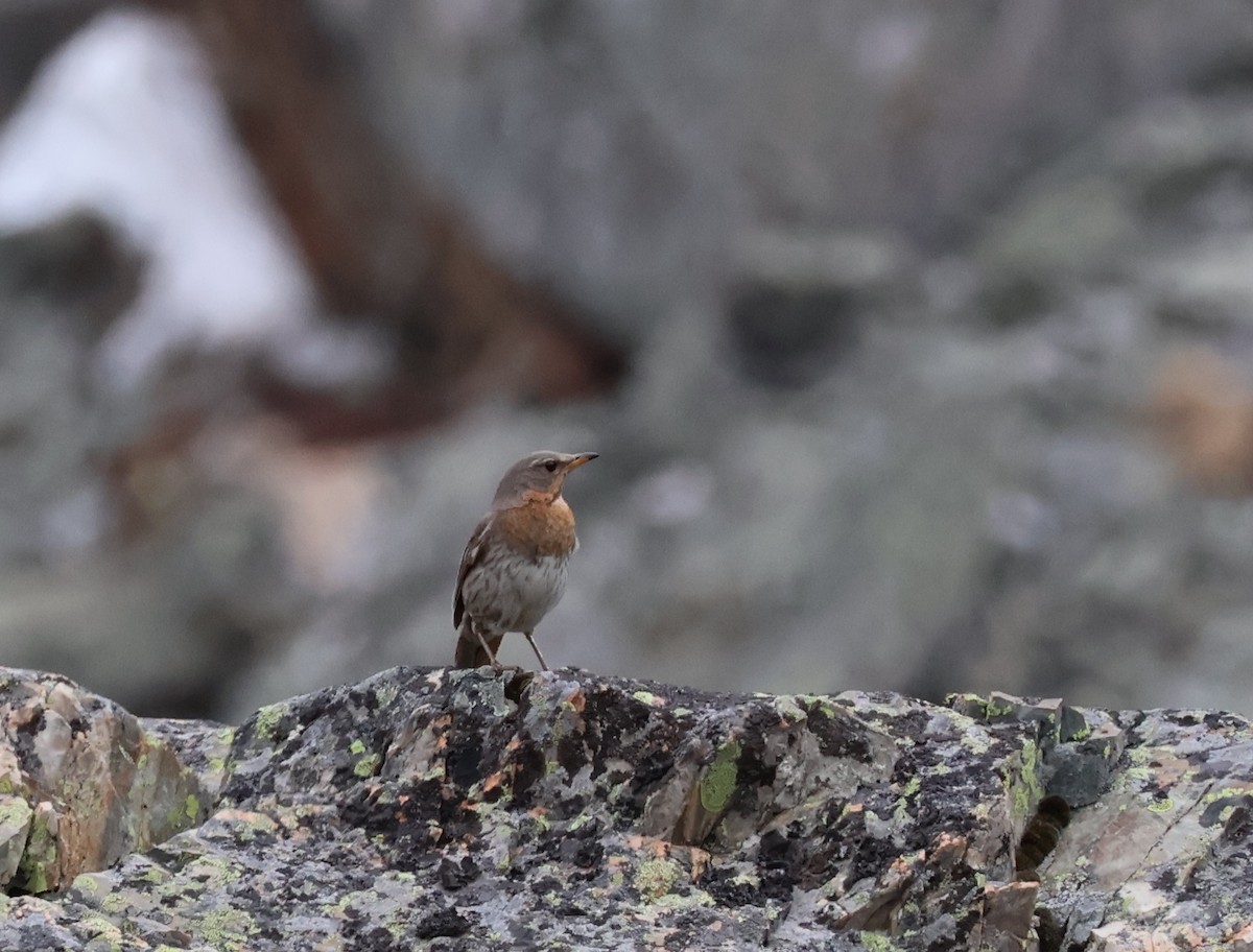 Red-throated Thrush - ML638287880