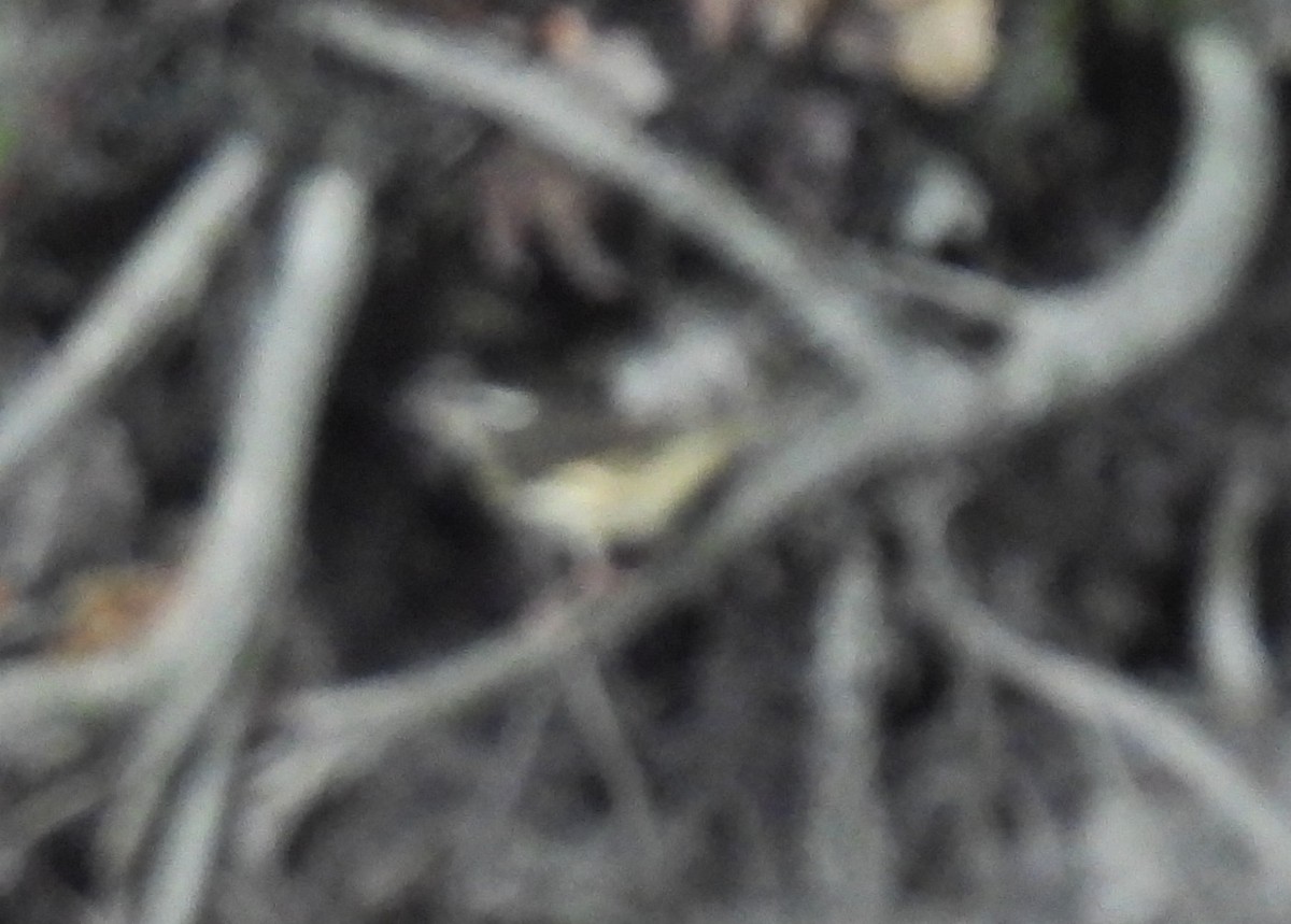 Louisiana Waterthrush - ML638287881