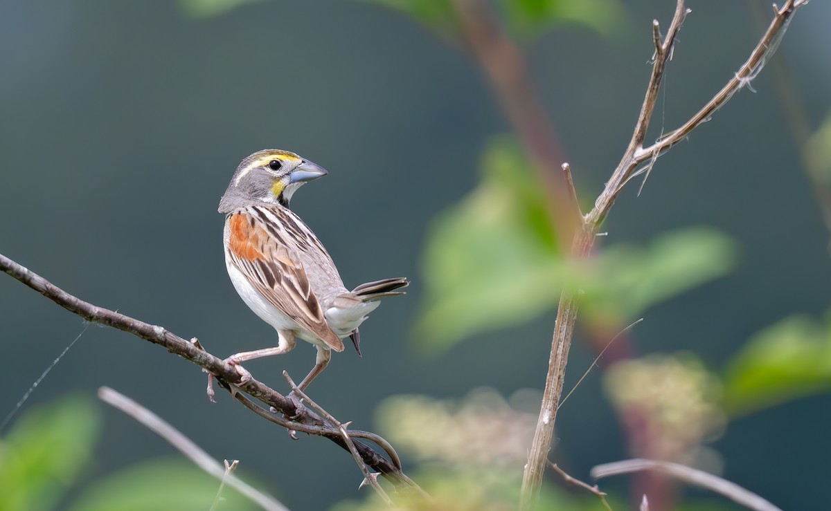 Dickcissel - ML638287882