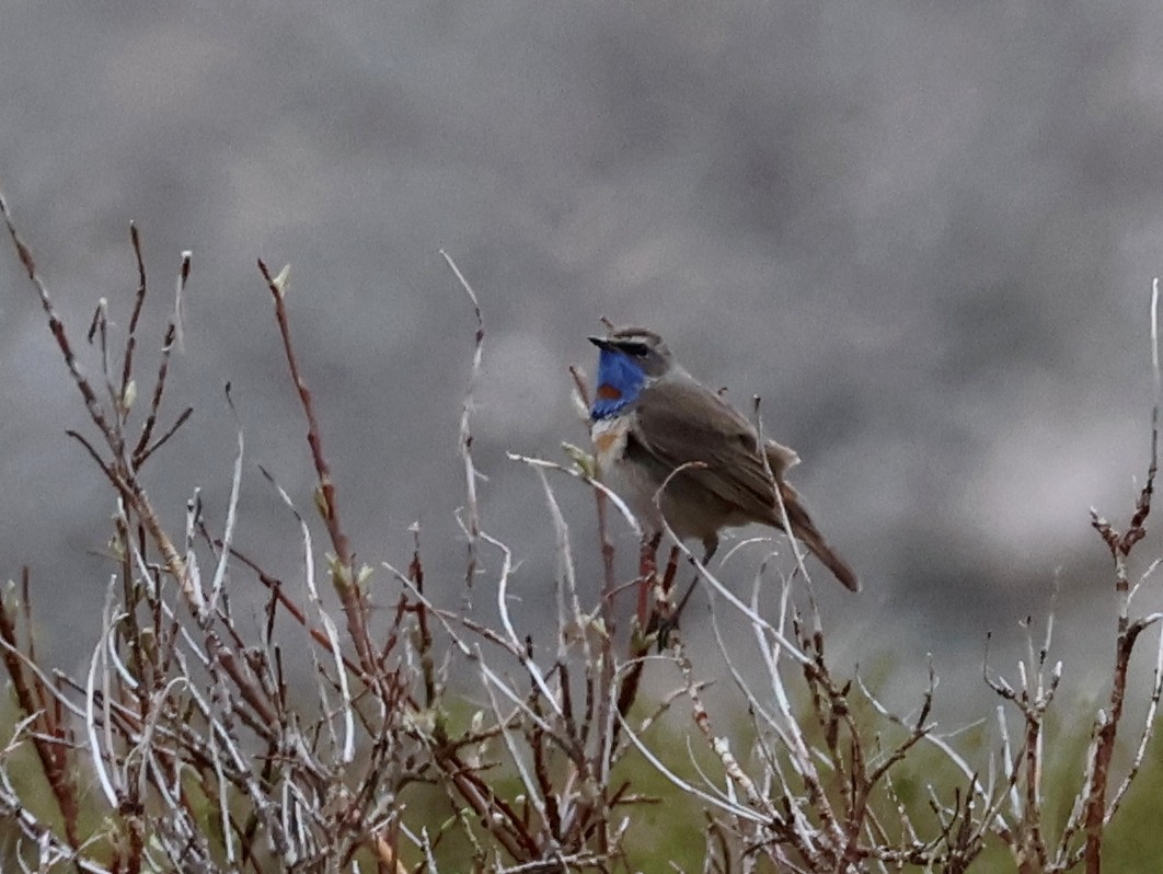 Bluethroat - ML638287889