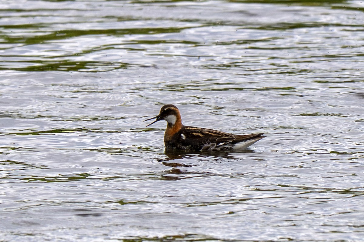 Red-necked Phalarope - ML638287891