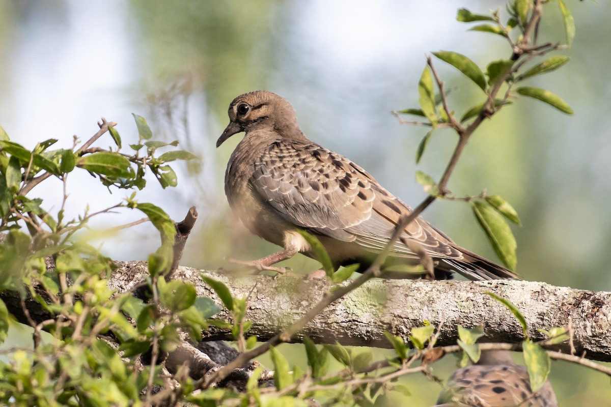 Mourning Dove - ML638287894