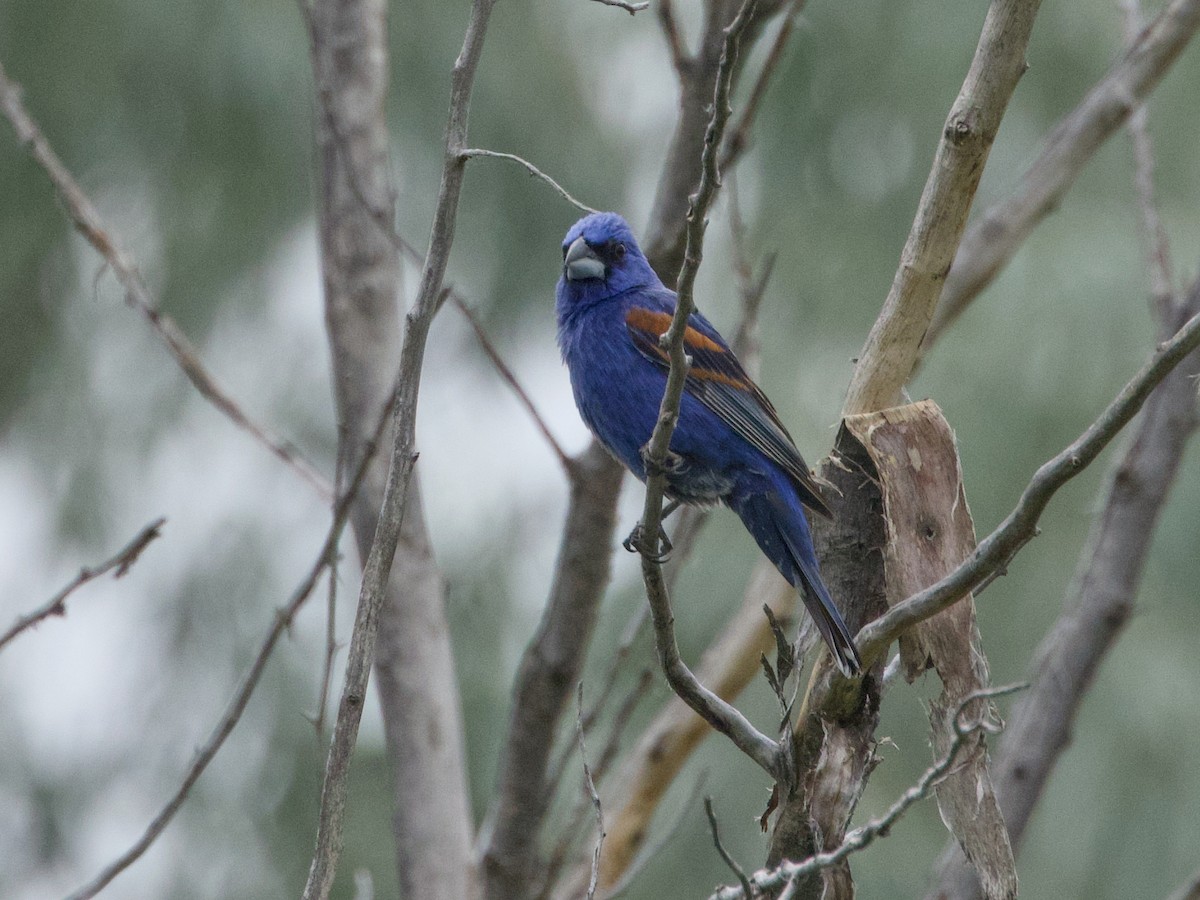 Blue Grosbeak - ML638287897