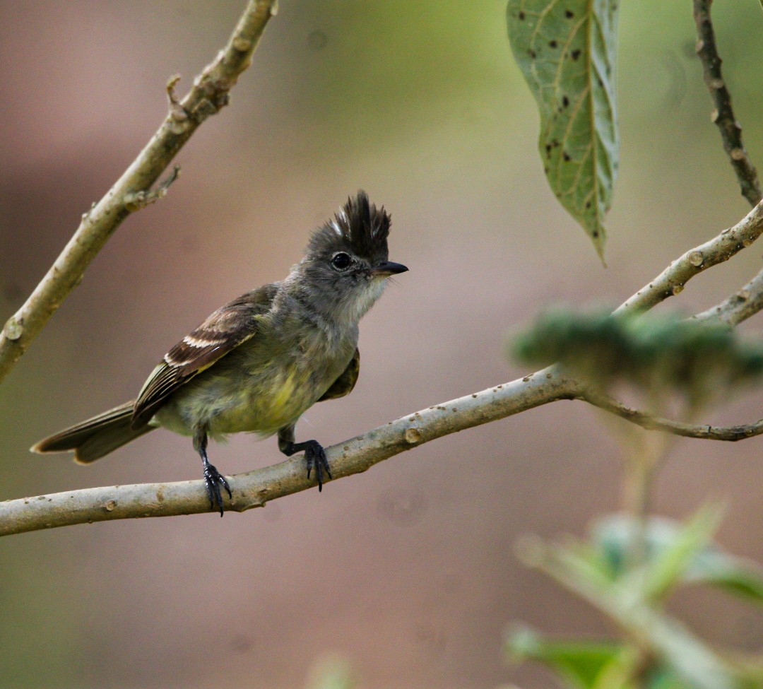 Yellow-bellied Elaenia - ML638287900
