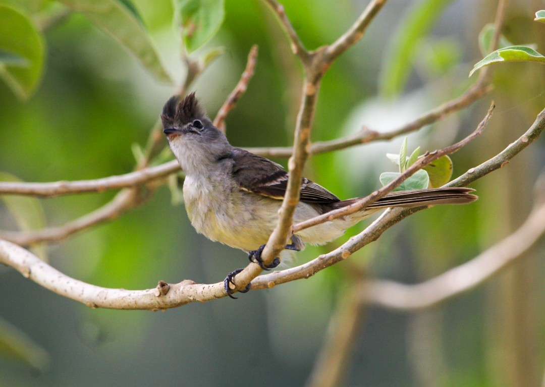 Yellow-bellied Elaenia - ML638287901
