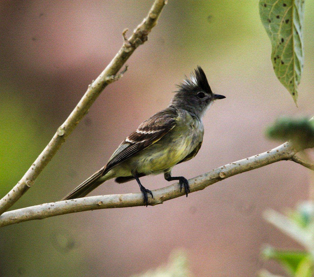 Yellow-bellied Elaenia - ML638287902