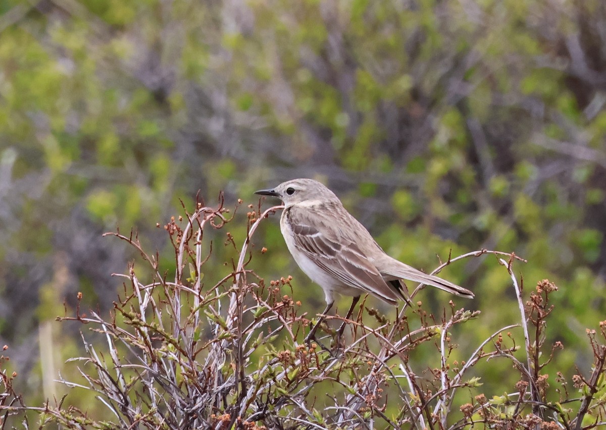 Water Pipit - ML638287903