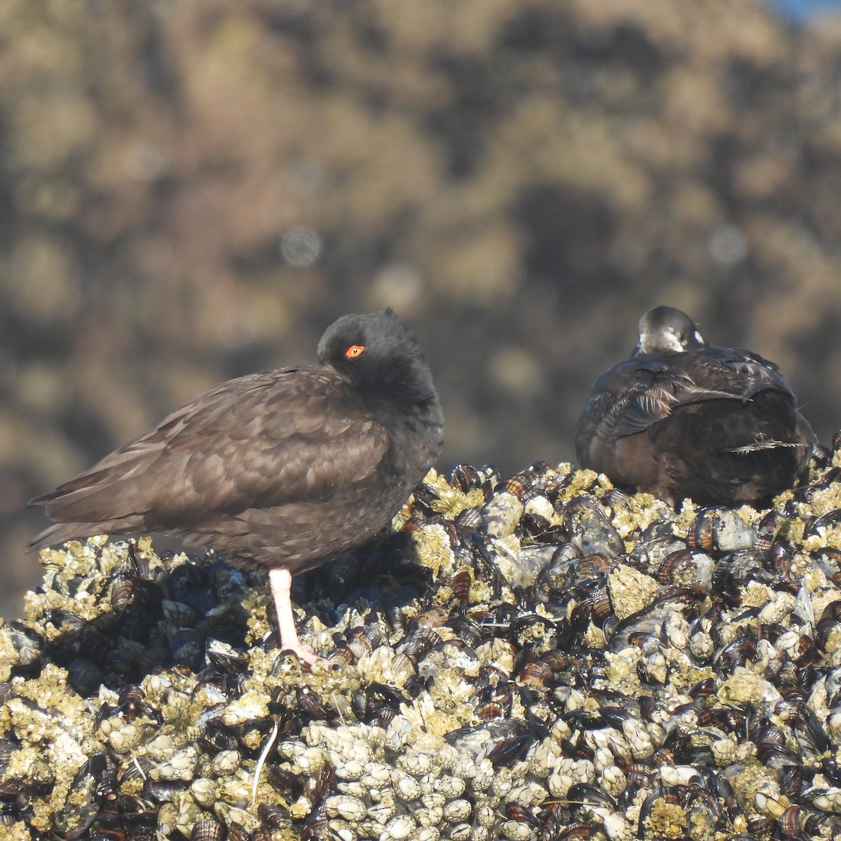 Black Oystercatcher - ML638287904