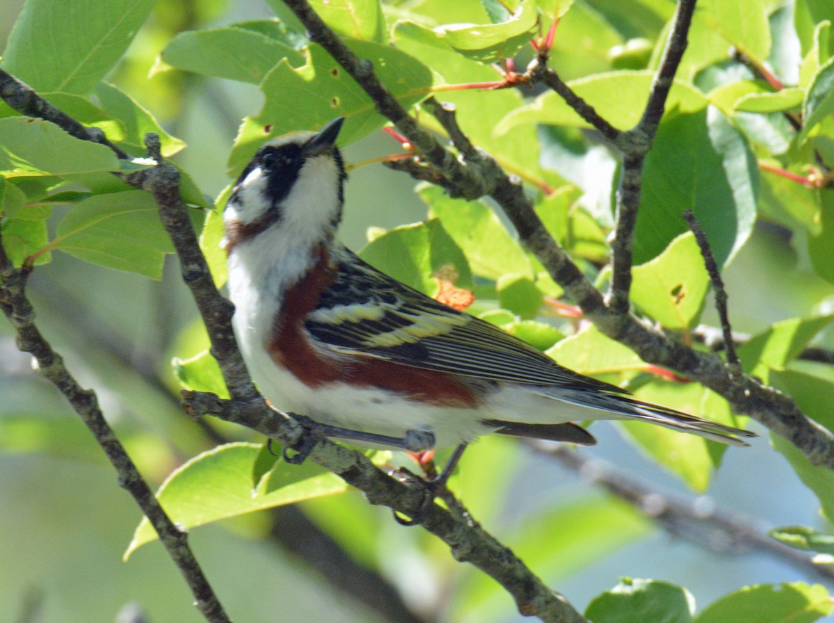 Chestnut-sided Warbler - ML638287906
