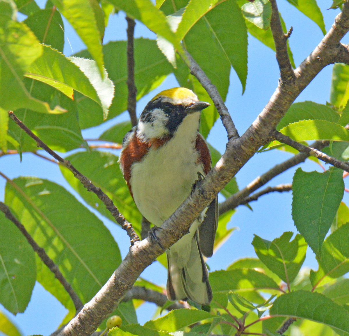 Chestnut-sided Warbler - ML638287907