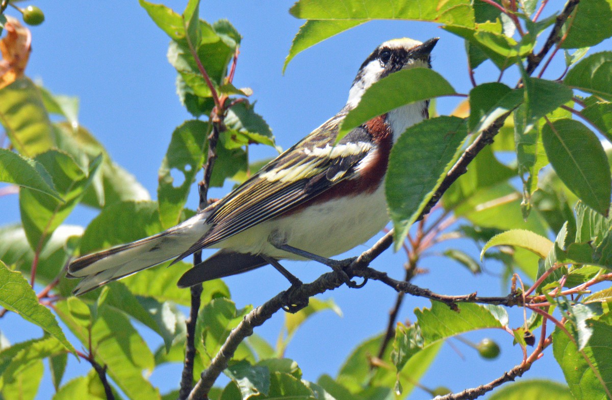 Chestnut-sided Warbler - ML638287908