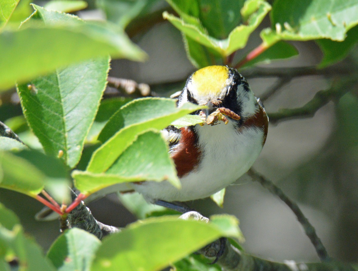 Chestnut-sided Warbler - ML638287910
