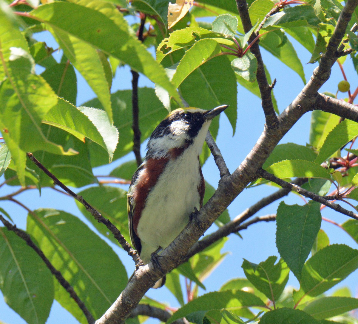 Chestnut-sided Warbler - ML638287911