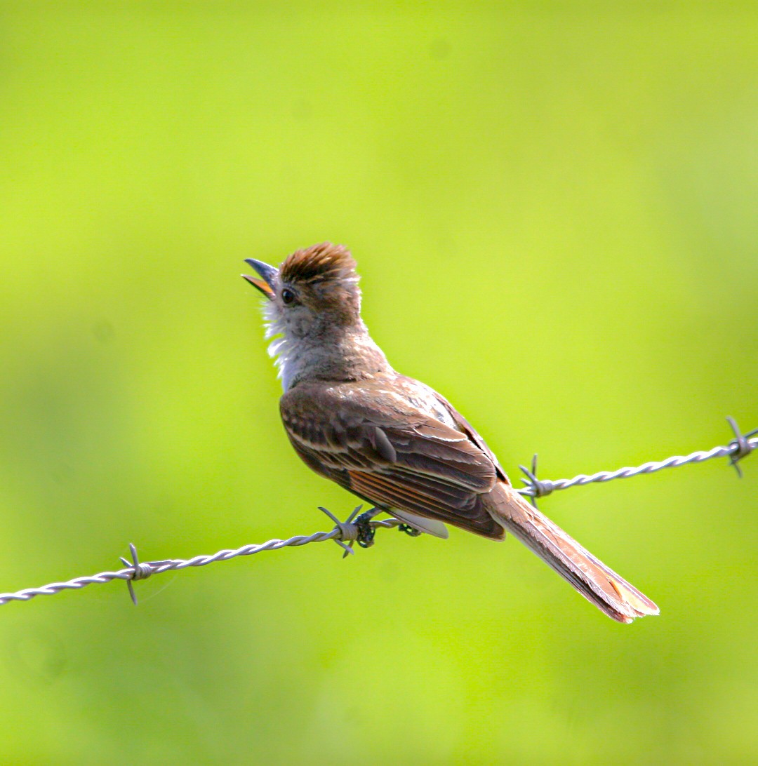 Brown-crested Flycatcher - ML638287912