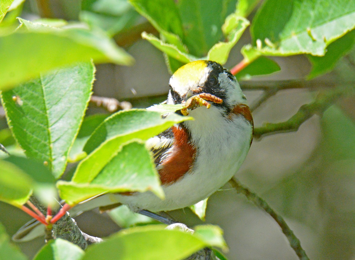 Chestnut-sided Warbler - ML638287913