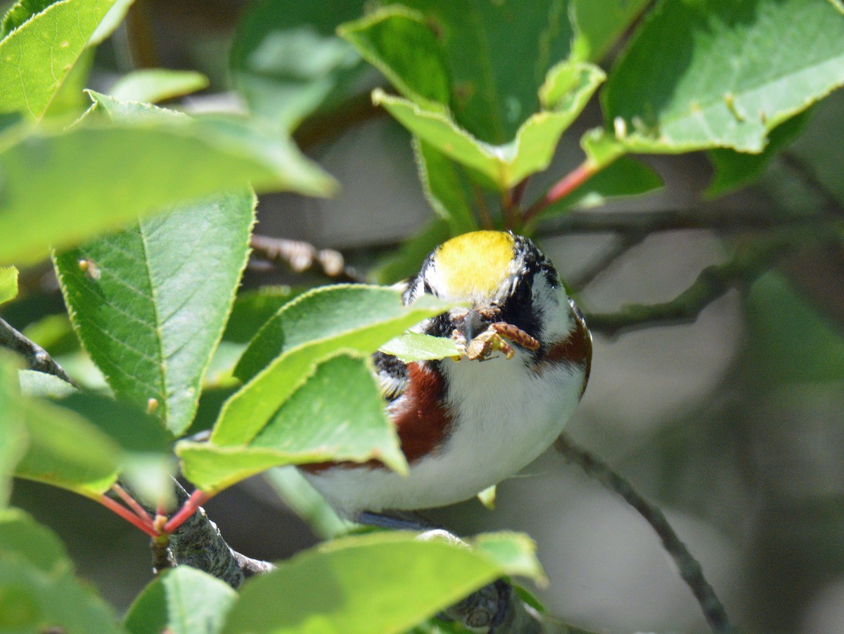 Chestnut-sided Warbler - ML638287914