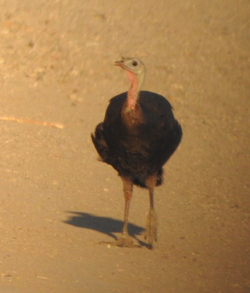 Wild Turkey - ML638287915