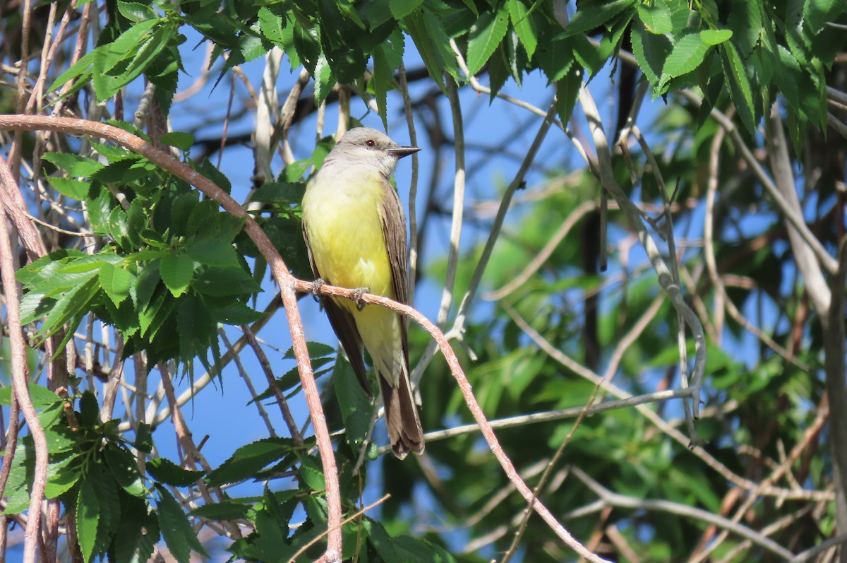 Western Kingbird - ML638287920