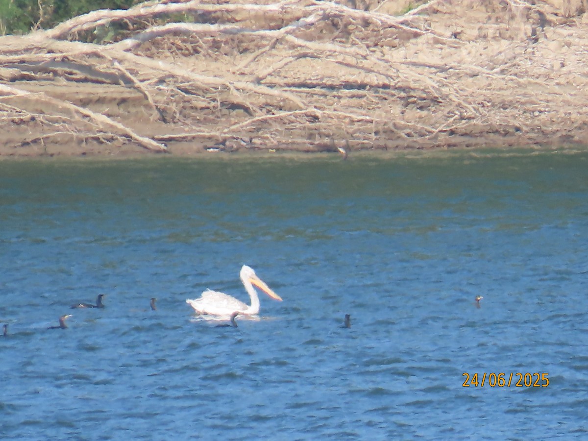 Dalmatian Pelican - ML638287921