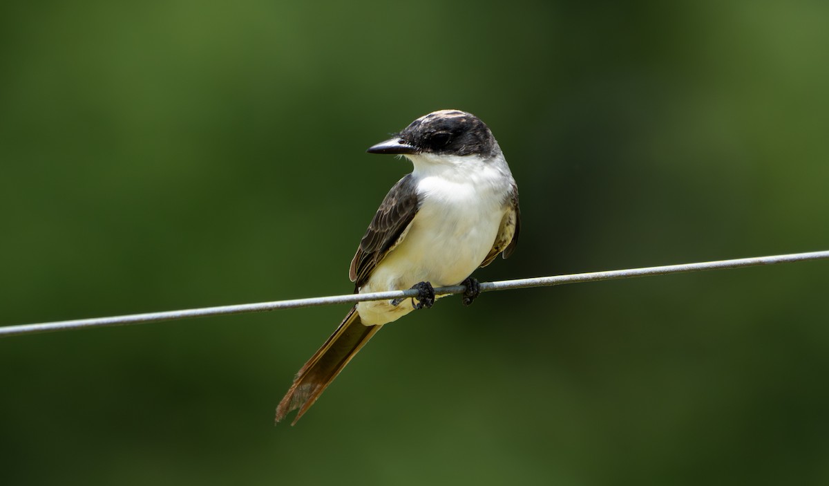 Fork-tailed Flycatcher - ML638287922