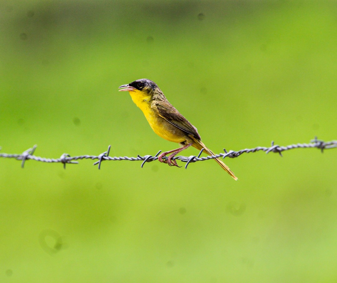 Gray-crowned Yellowthroat - ML638287941
