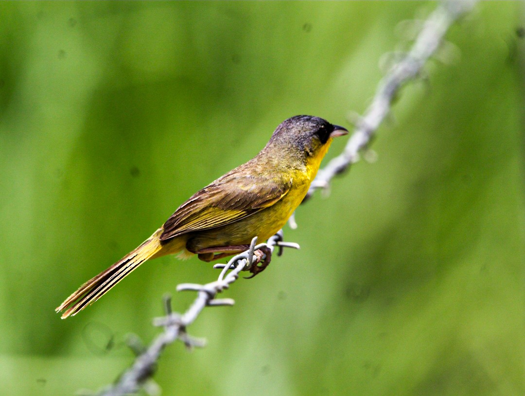 Gray-crowned Yellowthroat - ML638287943
