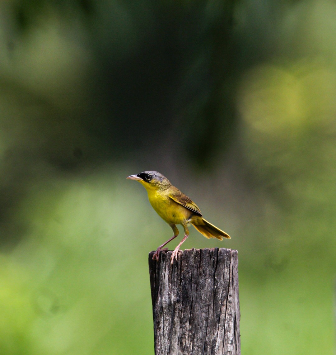 Gray-crowned Yellowthroat - ML638287944