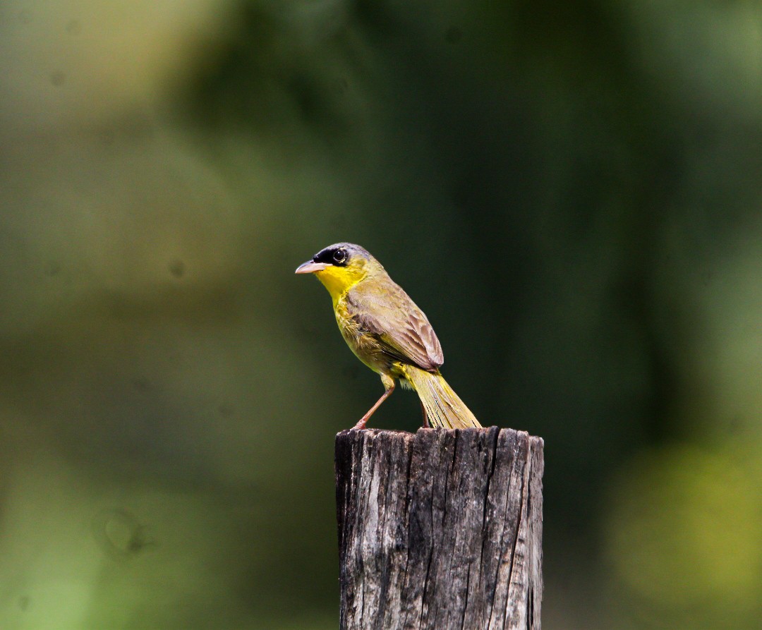 Gray-crowned Yellowthroat - ML638287945