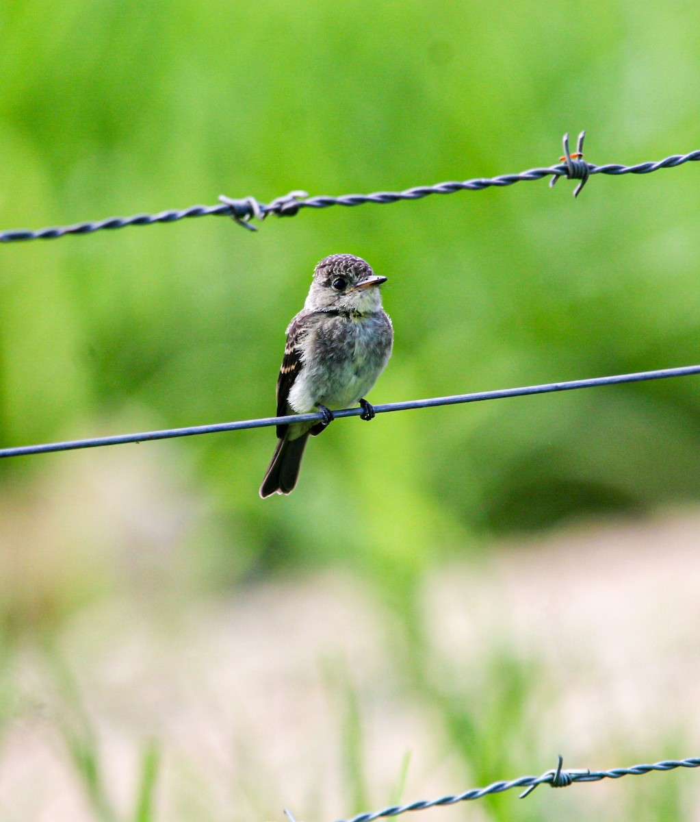 Northern Tropical Pewee - ML638287971