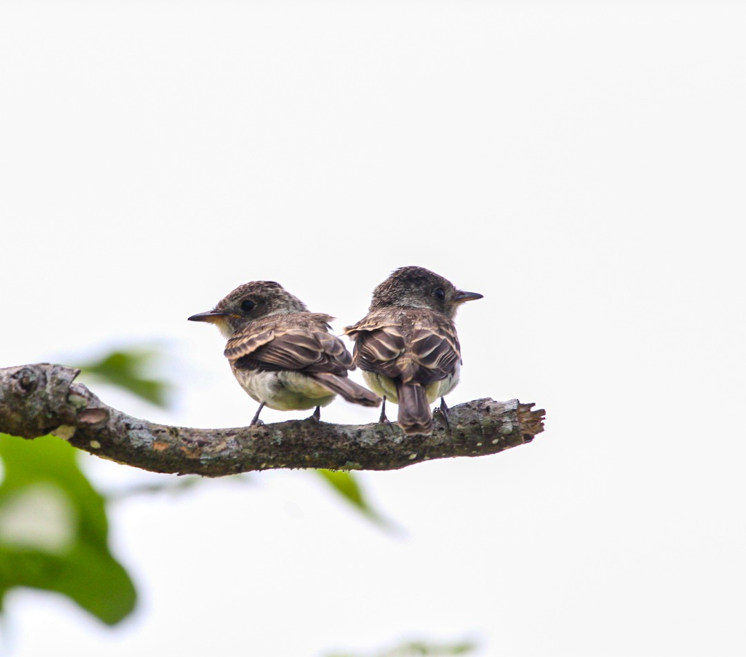 Northern Tropical Pewee - ML638287972
