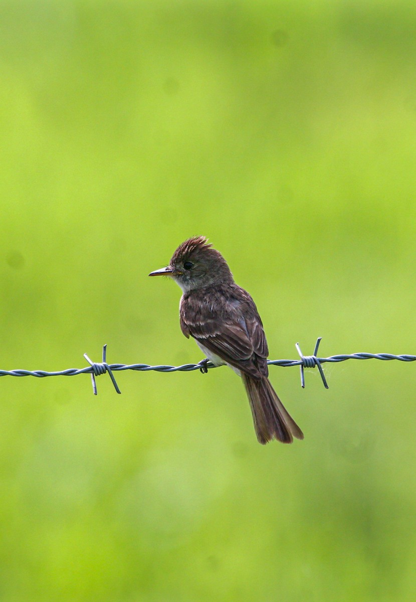 Northern Tropical Pewee - ML638287974