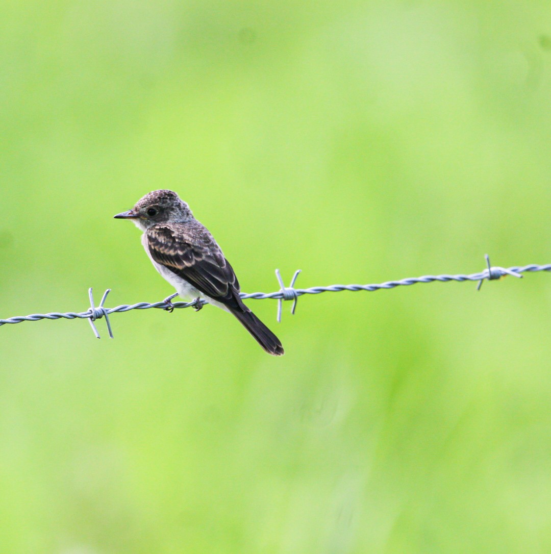 Northern Tropical Pewee - ML638287975