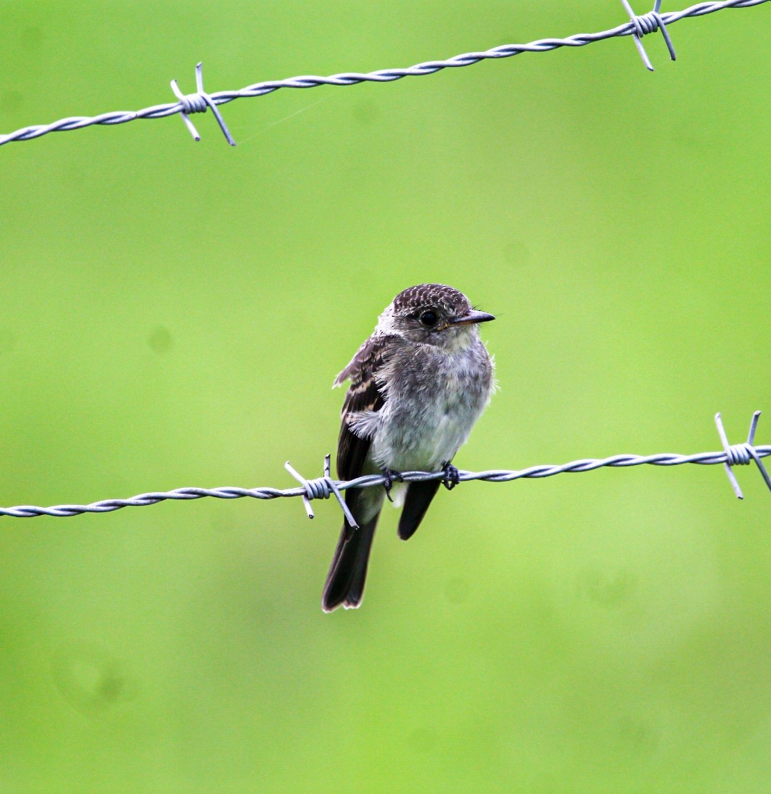 Northern Tropical Pewee - ML638287976
