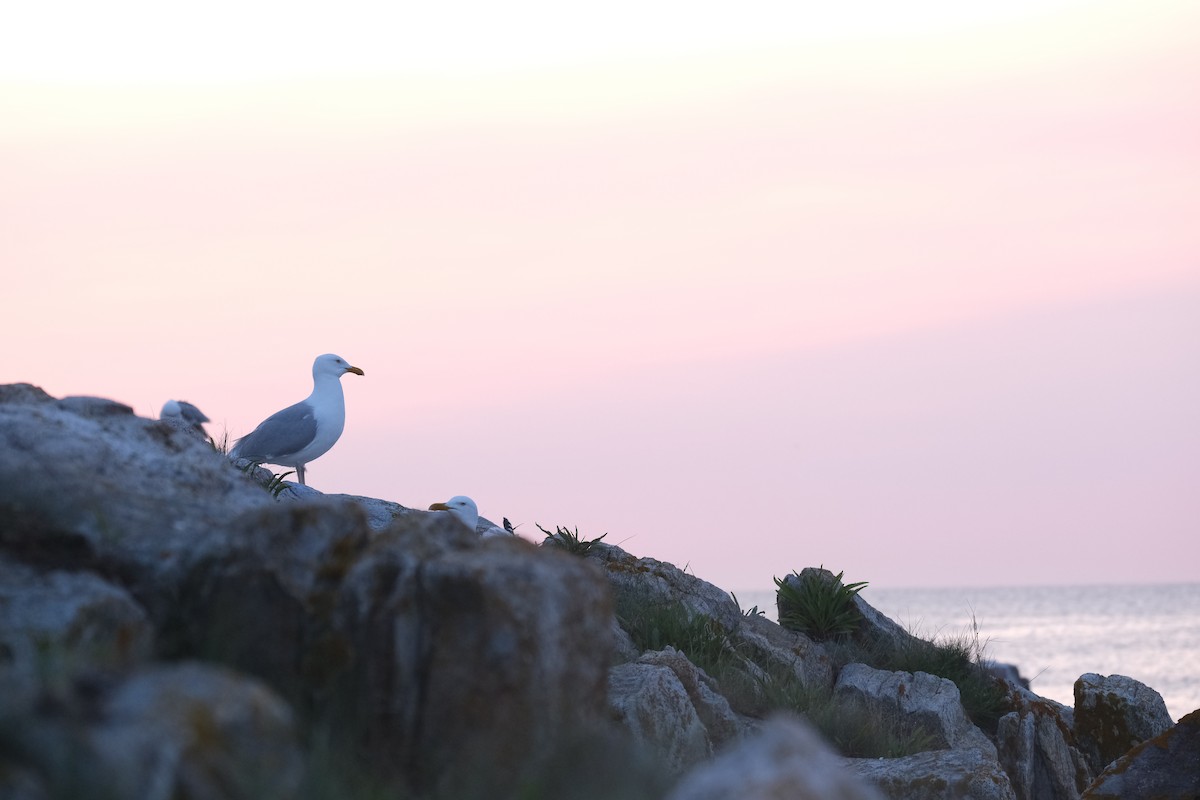 American Herring Gull - ML638287991