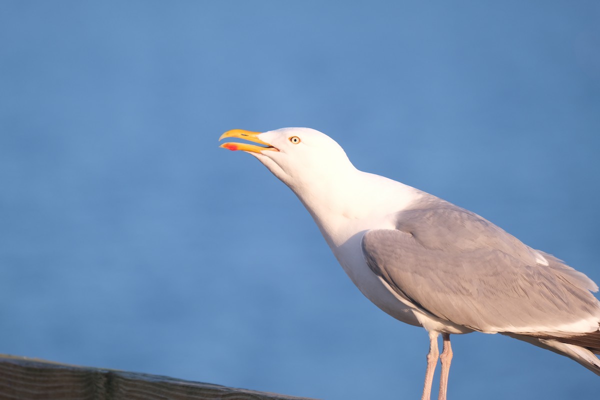 アメリカセグロカモメ - ML638287994