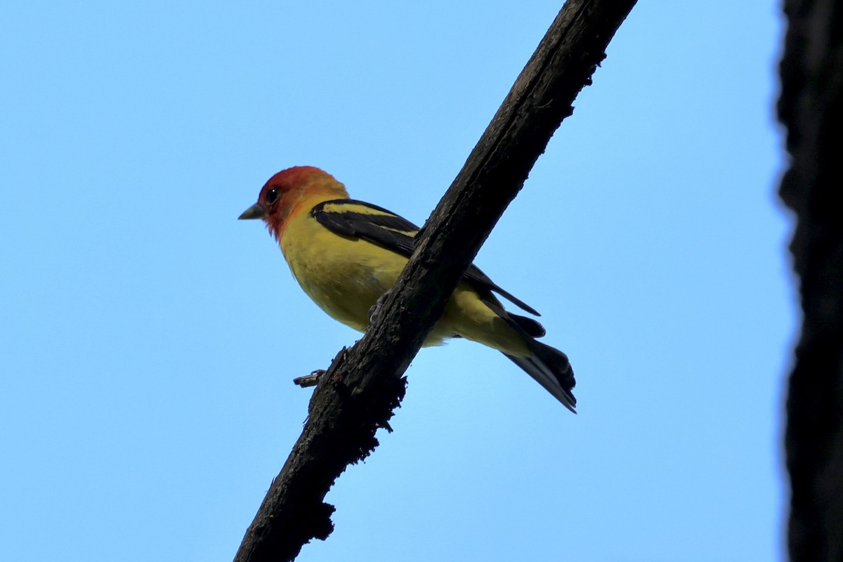 Western Tanager - ML638288004