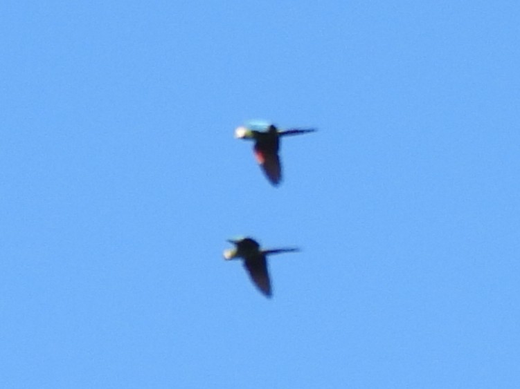 Chestnut-fronted Macaw - ML638288005