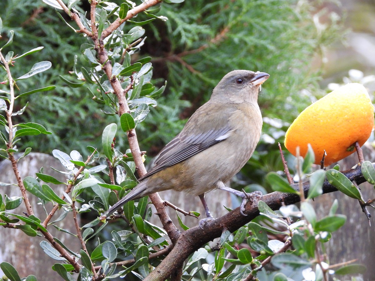 Blue-and-yellow Tanager - ML638288018
