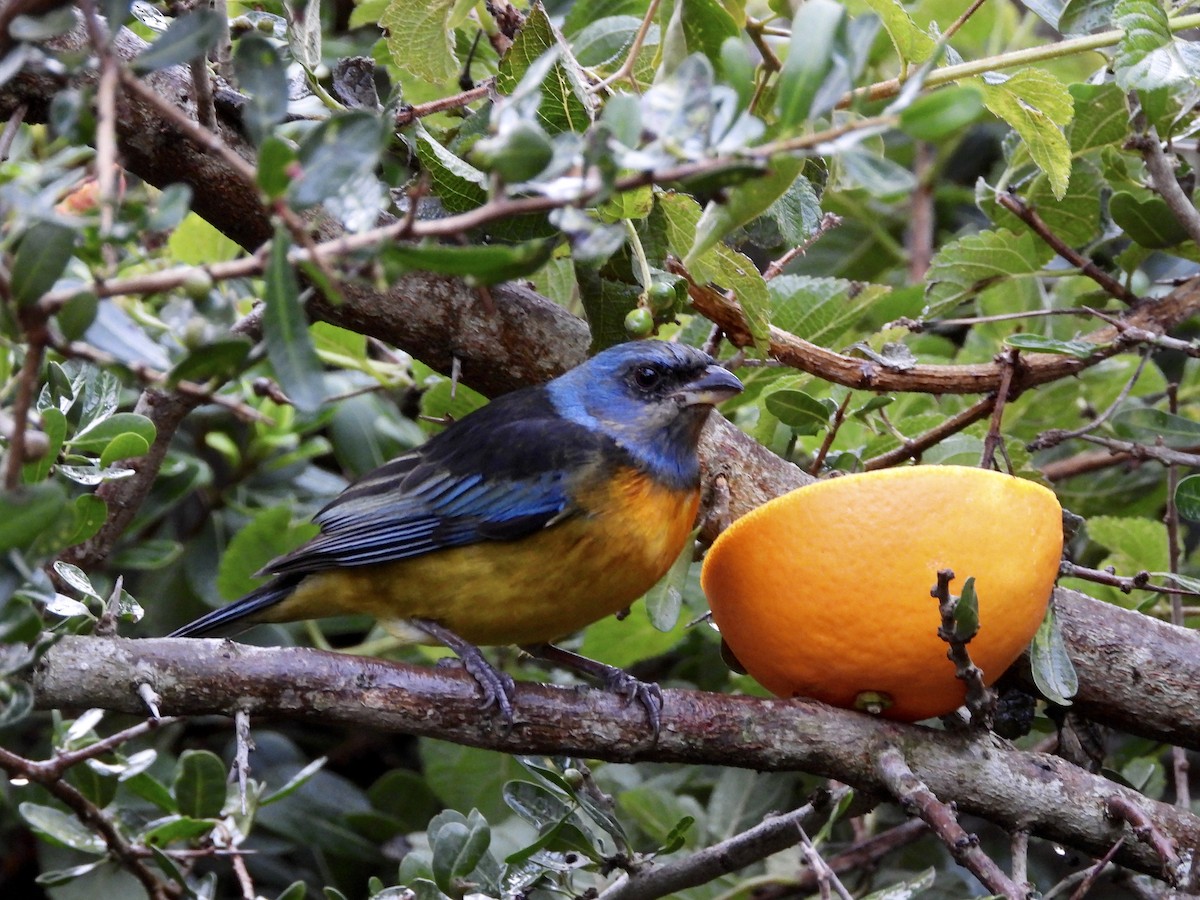 Blue-and-yellow Tanager - ML638288019