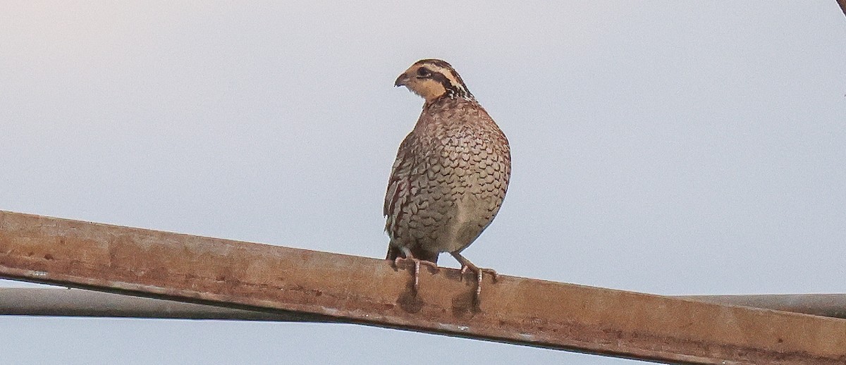 Northern Bobwhite - ML638288021