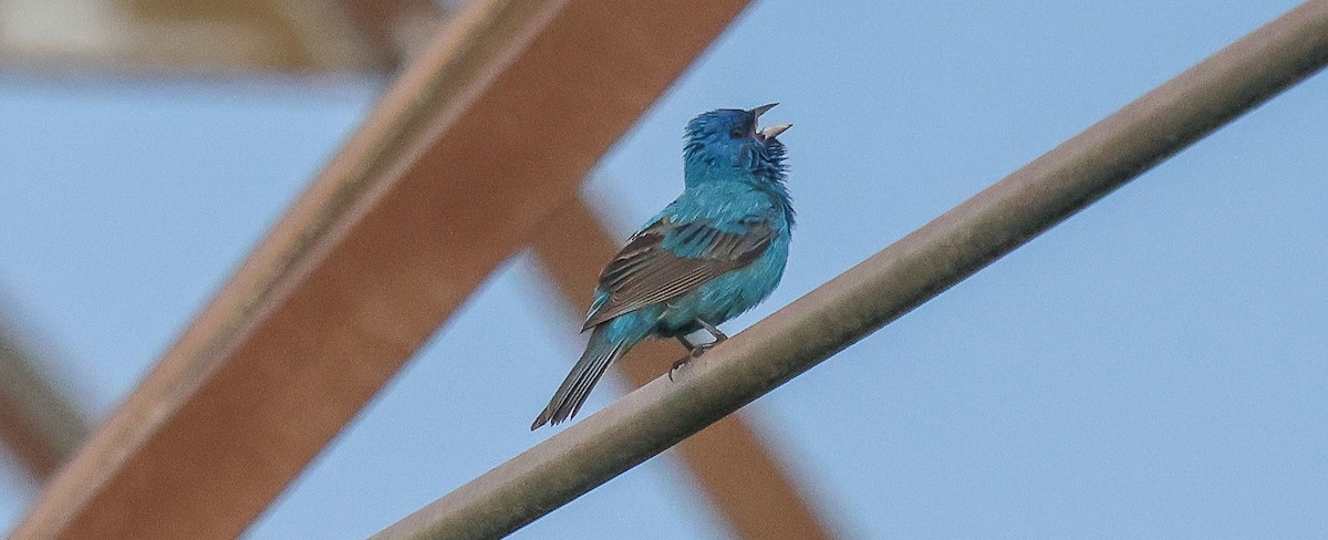 Indigo Bunting - ML638288046